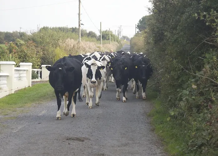 Greenfields Farmhouse Séjour à la ferme Ballylongford